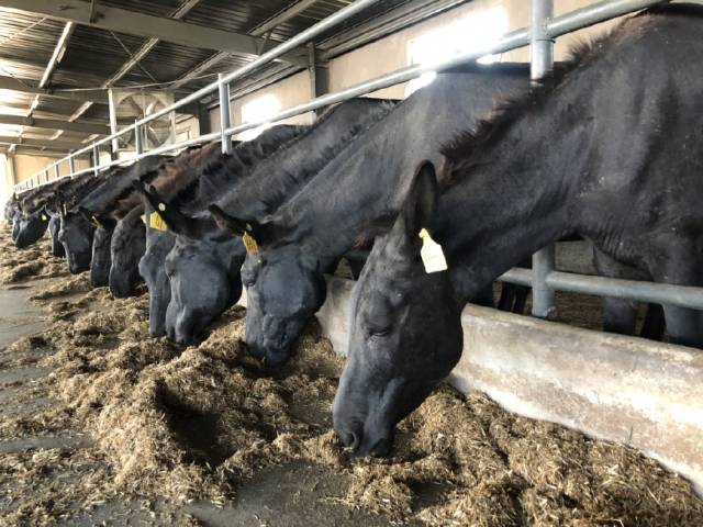 东阿阿胶的黑驴研究基地