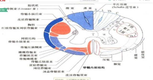 神經解剖知識(總結):脊髓內部結構與傳導束