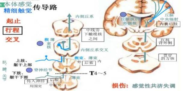 主要涉及躯干和四肢的本体感觉传导通路(属于顶叶功能.