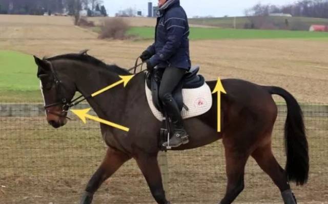 左右的摆动头吐舌头或干脆一口咬住向下伸头往下拽你授衔概况的讲就是