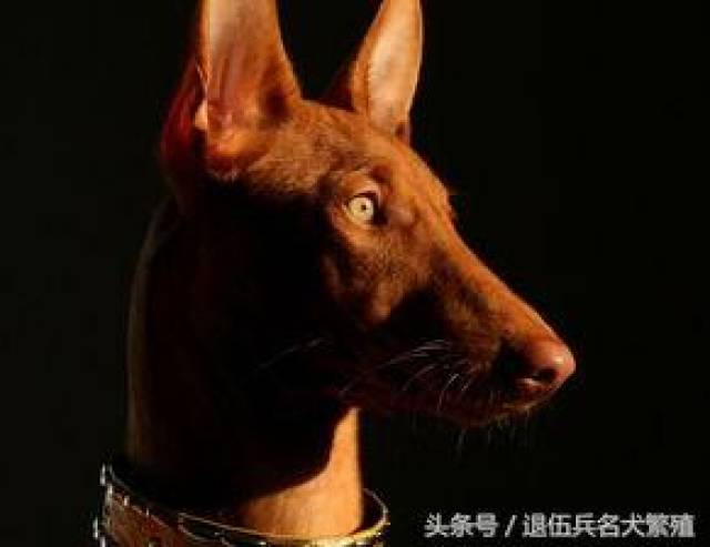 富豪明星爱养的十种狗 由狗种类看主人