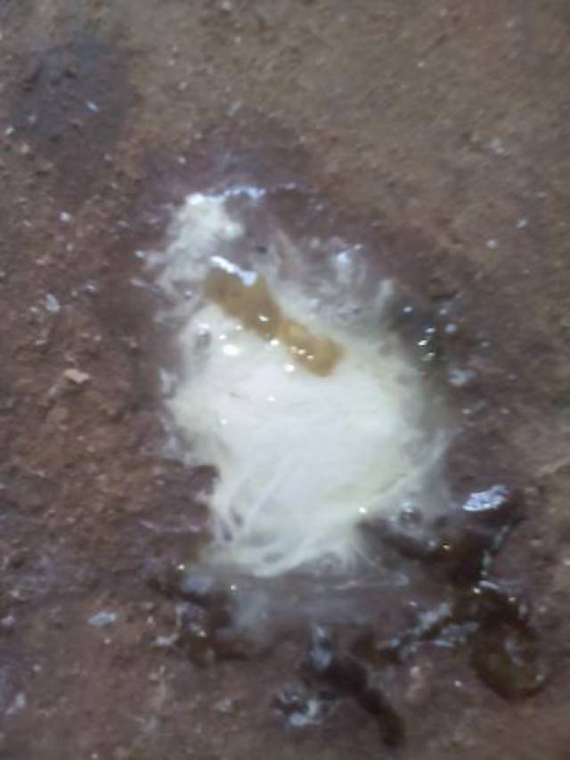 鹅拉水样白色稀便