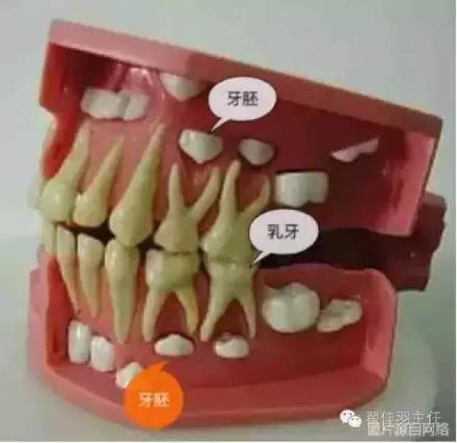 第一乳磨牙的位置图图片