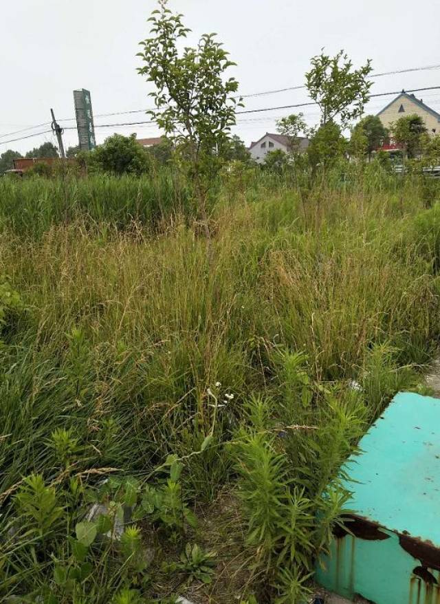 网友爆料:如皋丁堰镇鞠庄文体广场长年杂草丛生,无人问津