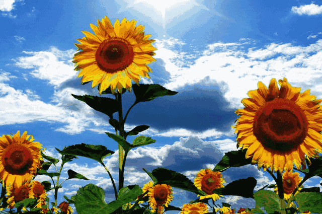 向日葵向太阳动态图片图片