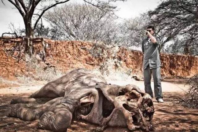 中原大象灭绝事件图片