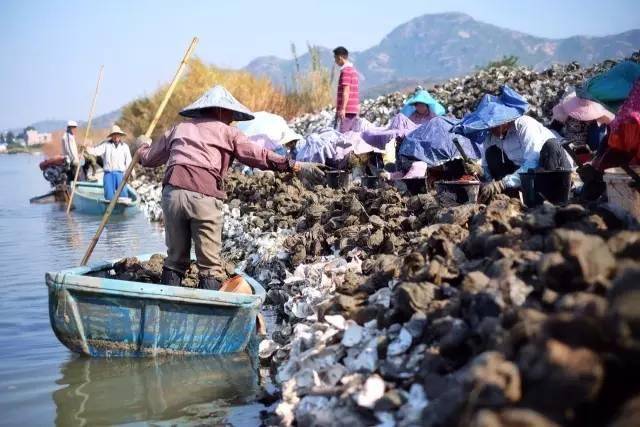 大湖鎮豐富的海淡水條件,是養殖生蠔的理想基地.