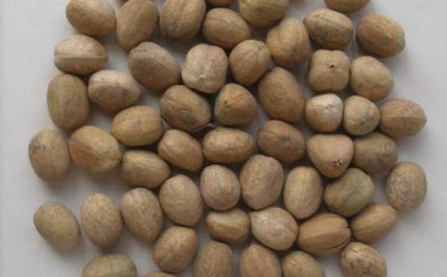 亲,巴豆也有可能吃死人_手机搜狐网