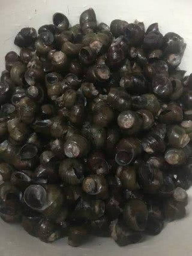 小时候的味道,田螺和小龙虾