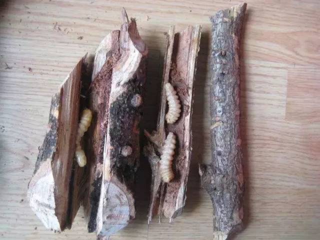 在古代,人们用"一斗米"才换得一条虫,所以叫"斗米虫".