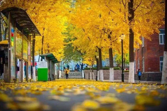 毕业季遇到报考季,来看看青岛这些大学的校园风景,为你心中的ta投一票