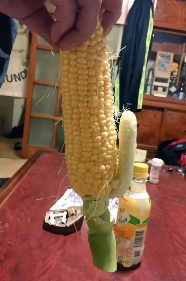 ▼ 有想法的玉米
