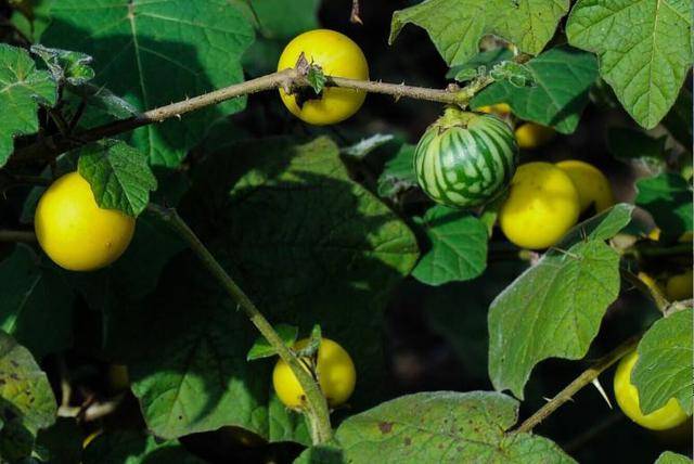 农民都认识的一种野果,提纯后能治疗胃疼,但直接服用则引发中毒