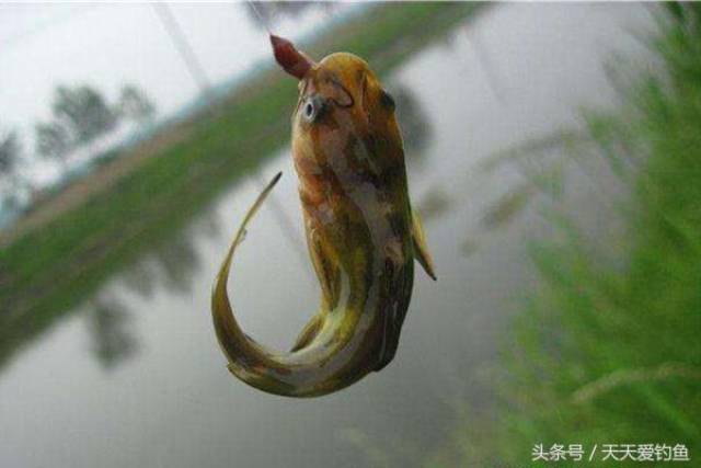嘎鱼用什么钓,晚上钓嘎鱼有什么妙招,嘎鱼怎么钓_大山谷图库