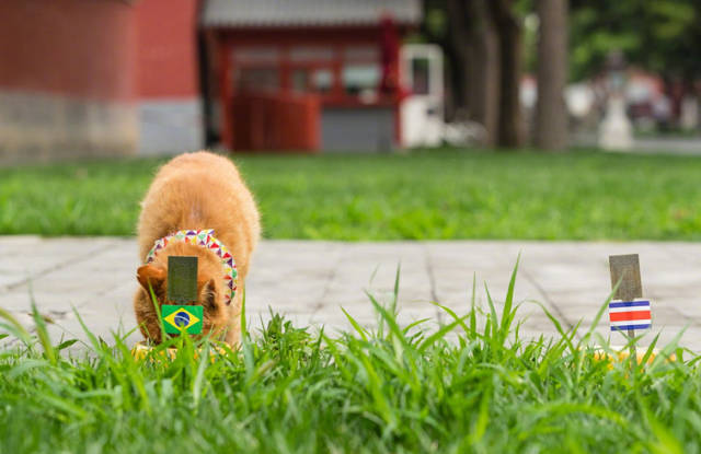 故宫妖猫传!橘猫预测世界杯结果 七连中你能信