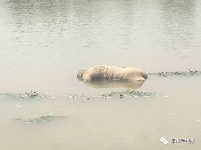 邓州湍河金营段河流处发现一具无名男性浮尸!