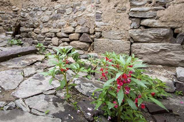 山西平顺县:豆口村的石头缝里长着指甲桃,它的果实成熟会爆炸