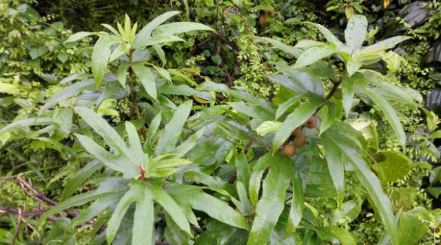 很有天然奶香味的南芪之稱野生植物五指牛奶稀少了