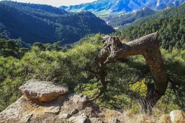 坐拥东北亚面积最大黑油松林的北镇,仅用这些松树就能分分钟迷死你!