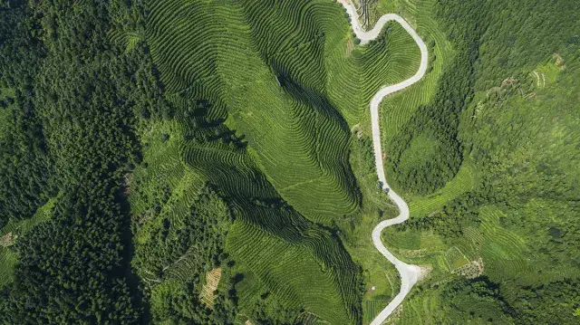 航拍视角的沩山茶园 炭河里青铜博物馆