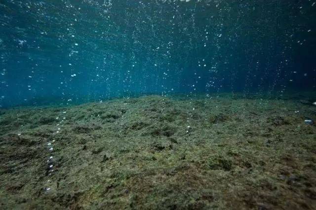 科学家建议,面对日益严重的海洋酸化,除了从根