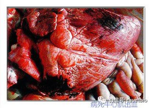 动物疫病防控 | 牛产气荚膜梭菌肠毒血症