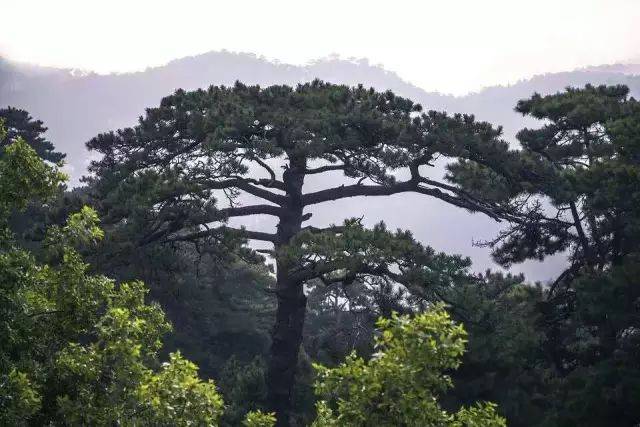 坐拥东北亚面积最大黑油松林的北镇,仅用这些松树就能分分钟迷死你!