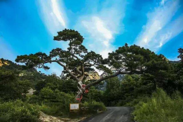 坐拥东北亚面积最大黑油松林的北镇,仅用这些松树就能分分钟迷死你!