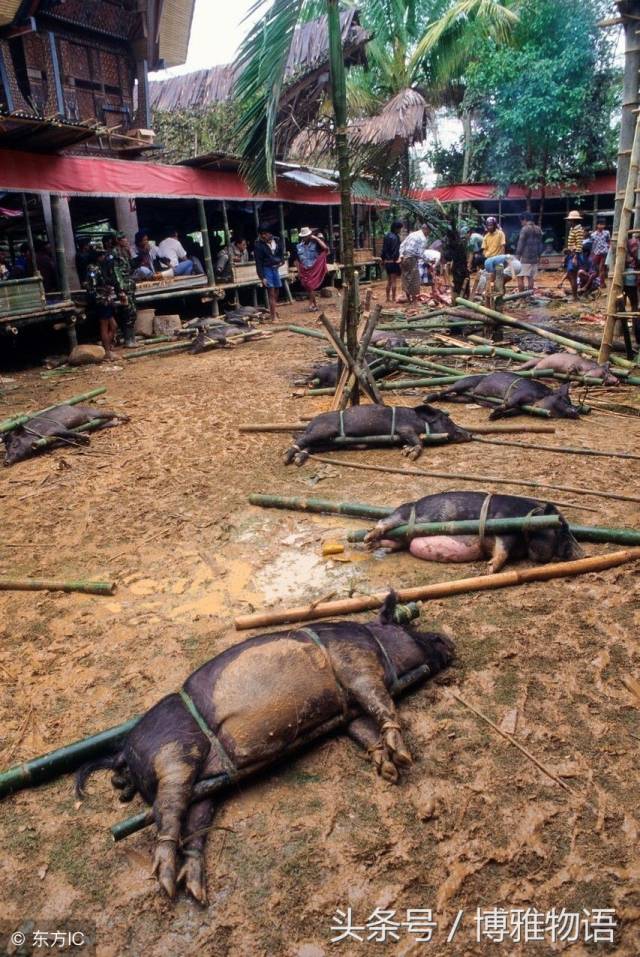 也有不少人带着猪来的,这些五花大绑的猪都是村民带来的祭礼.