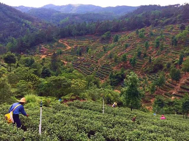 鹤山茶山村图片