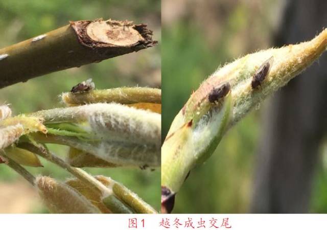 梨木虱在豫东地区1年发生5代,以冬型成虫在寄主树皮缝隙内,落叶,杂草