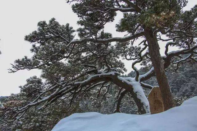 2:十八神松 大芦花景区有十八棵 800至1000年的古松 主干挺拔,高度15