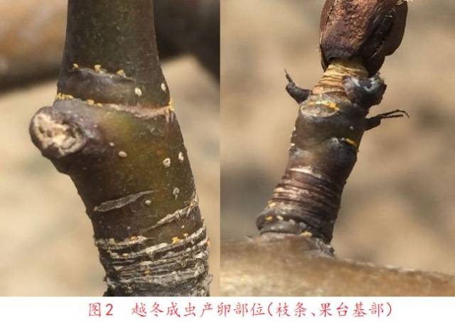 梨木虱在豫东地区1年发生5代,以冬型成虫在寄主树皮缝隙内,落叶,杂草