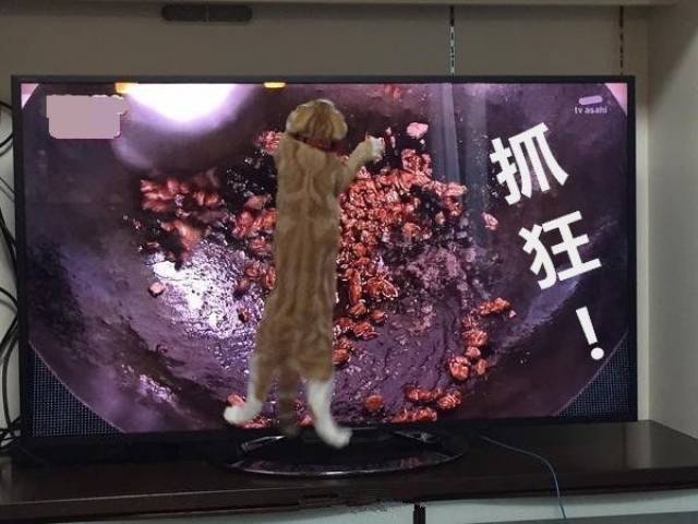 猫(抓狂"你别炒了啊,朕饿了,快给朕盛上来啊!