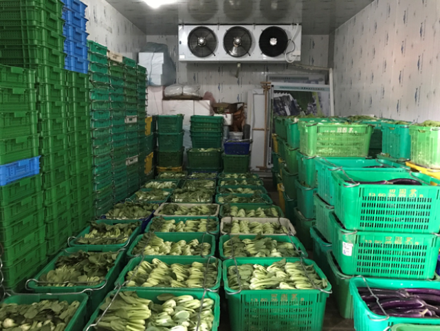 石马村无公害蔬菜存放在冷藏库中 摄影:彭思敏