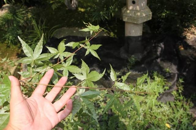 造園小技巧來了專家教你楓樹的夏季修剪