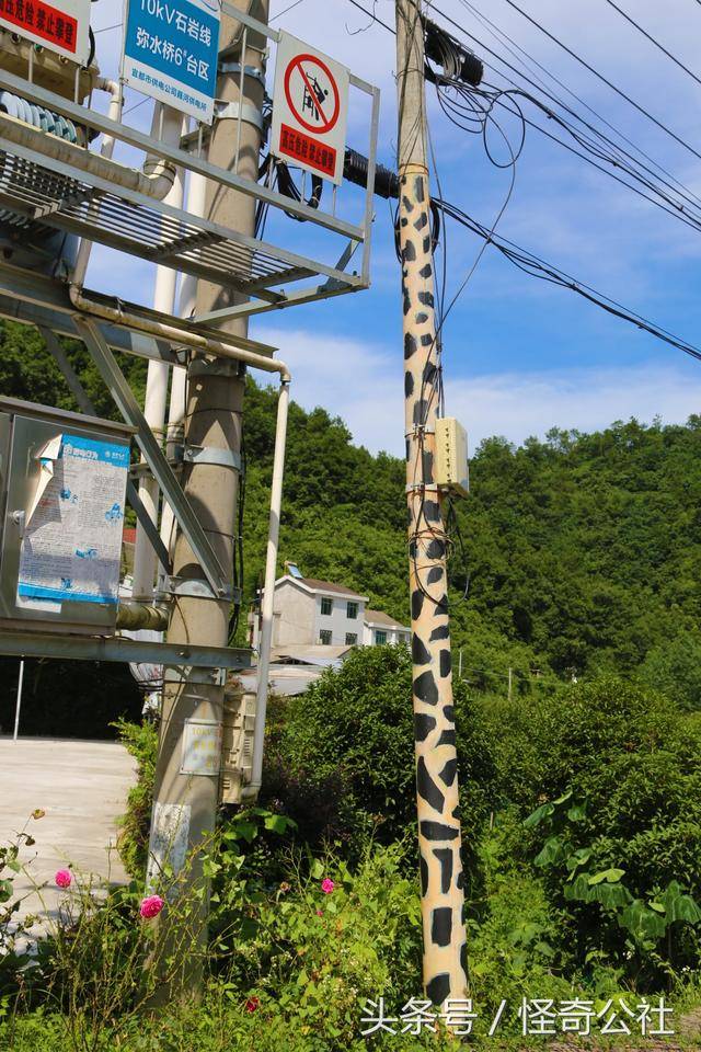 湖北宜都:乡村给电线杆穿花衣,与小洋楼相印成趣