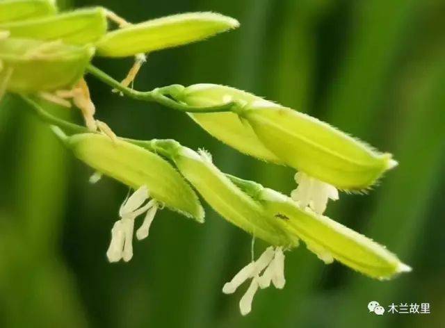 赏千花,历万景,你可见过故乡的稻花原野