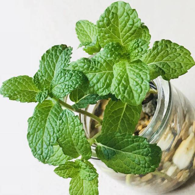 夏天在家里种盆薄荷,提神醒脑能驱蚊,还可以食用