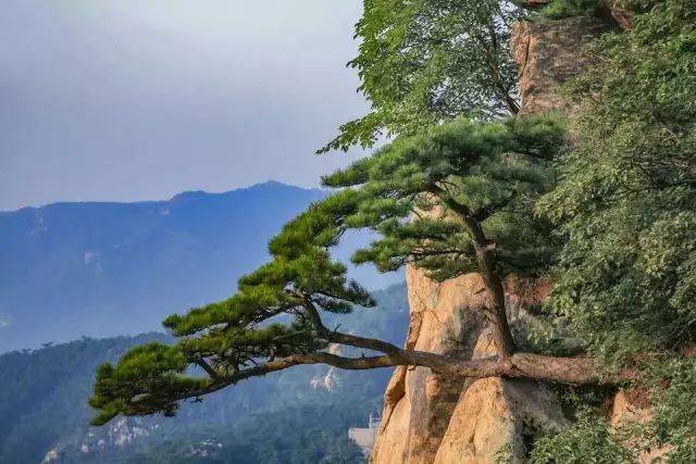 坐拥东北亚面积最大黑油松林的北镇,仅用这些松树就能分分钟迷死你!