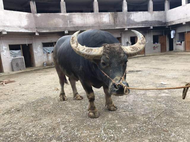 贵州蚩尤斗牛军团磨刀霍霍,剑指十八万元大奖_手机搜狐网