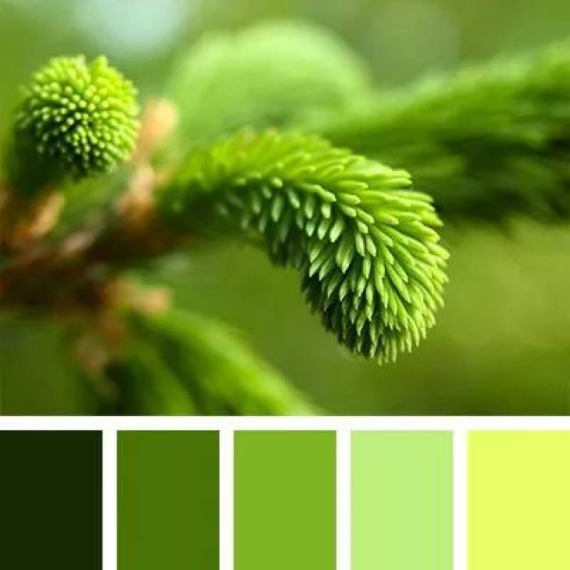绿色配色方案图谱图片