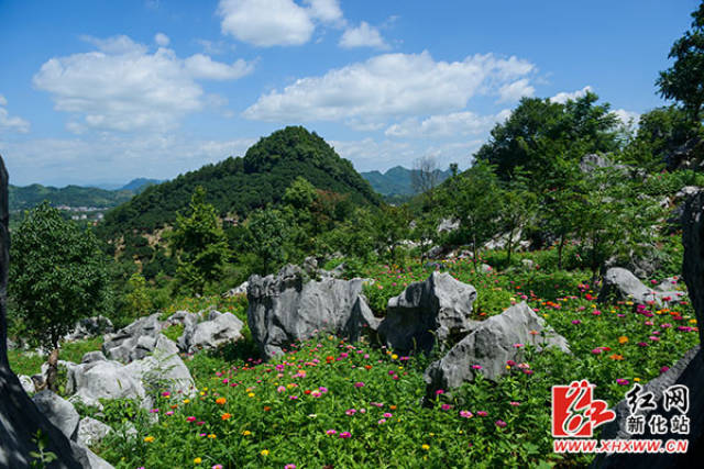 新化:華山石林扮新妝 百畝花海迎暑假