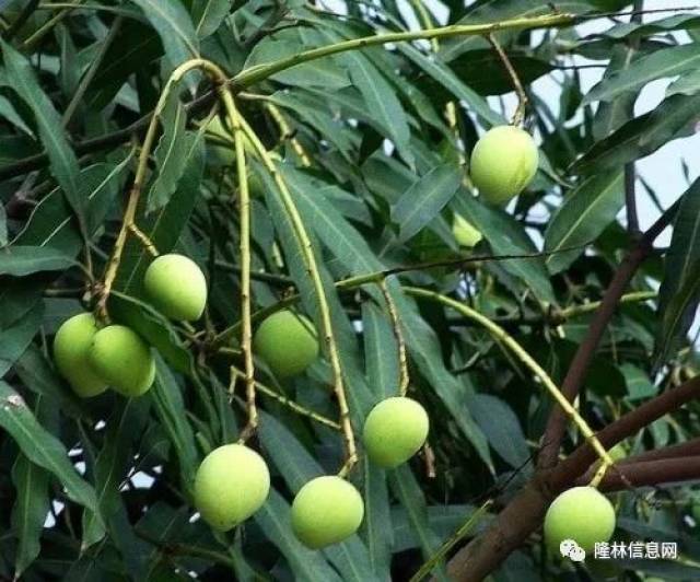 广西扁桃树图片