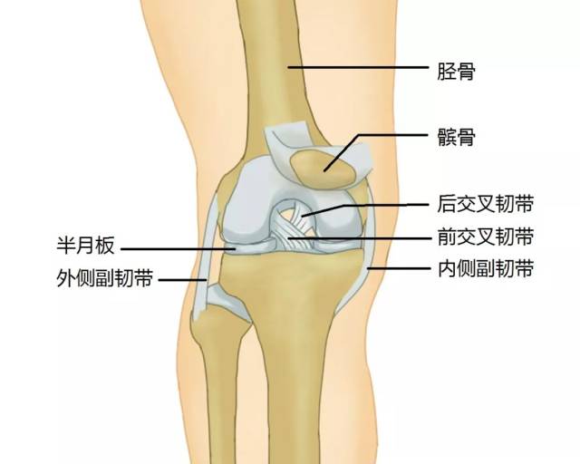 膝盖骨位置图图片