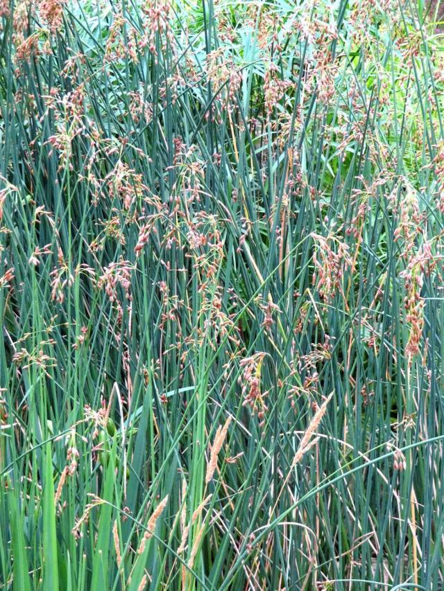 水塘边的一种植物别名冲天草,可以造纸编席子,有利水消肿之功效