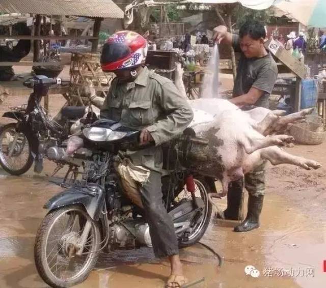 图说| 盘点各地拉猪猛车,强烈谴责最后一辆!-搞笑频道-手机搜狐