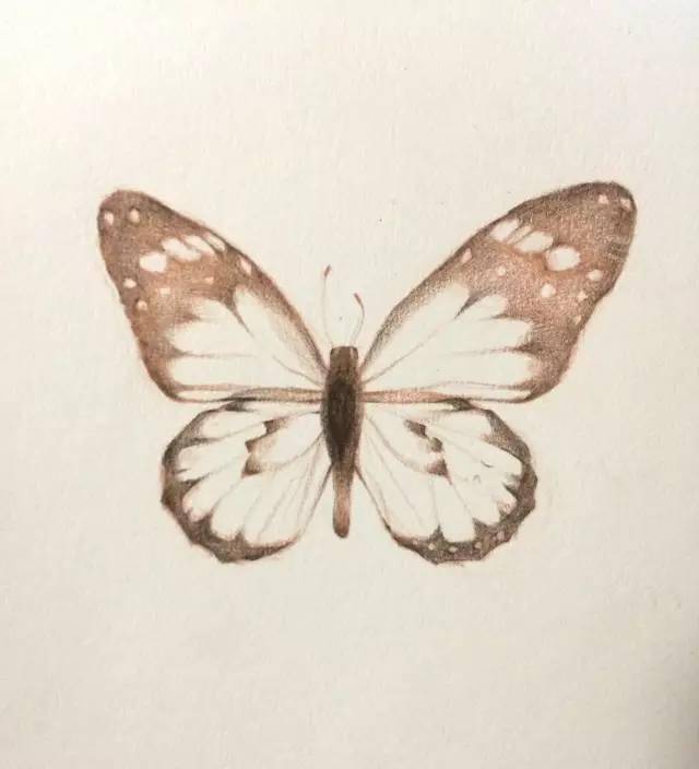 彩铅蝴蝶教程