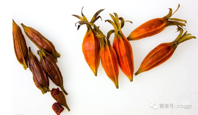 凉茶植物:栀子
