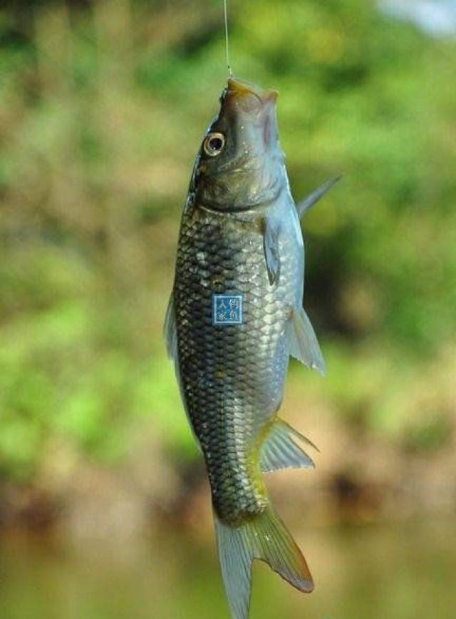 原始森林水潭,用奶香味饵料作钓,连竿爆钓稀有野生"青竹鲤鱼"